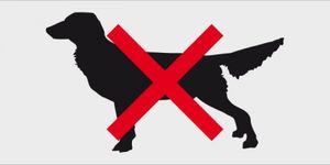 Schild Hundeverbot